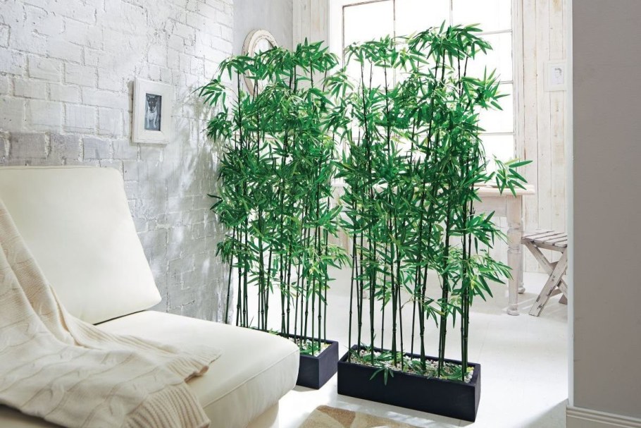 Бамбук, Пальма, Кипарис, эвкалипт