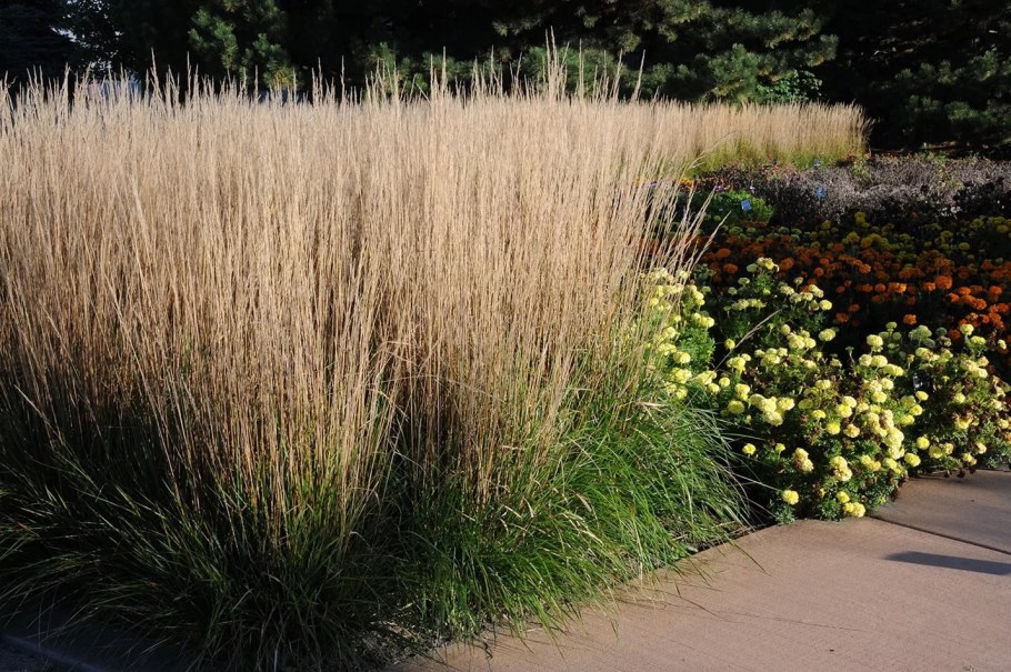 Вейник остроцветковый Карл Форест