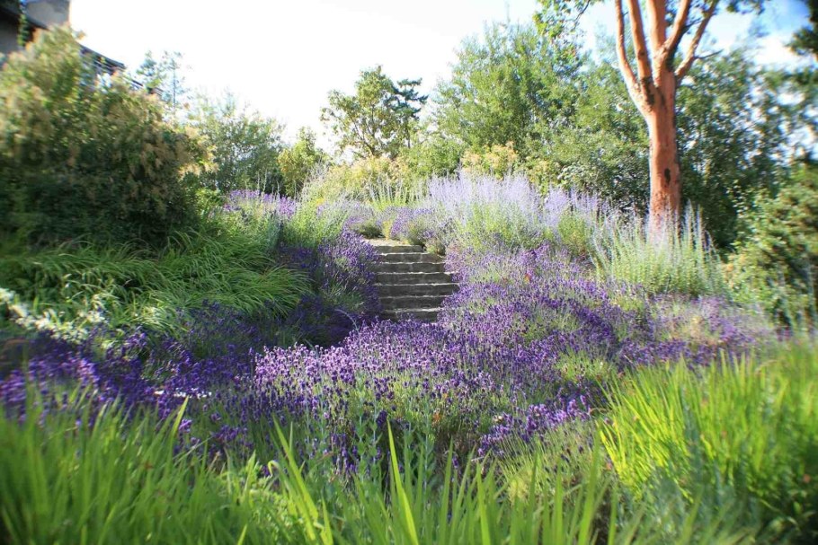 Котовник и Лаванда