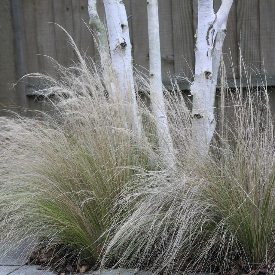 Ковыль Stipa tenuissima