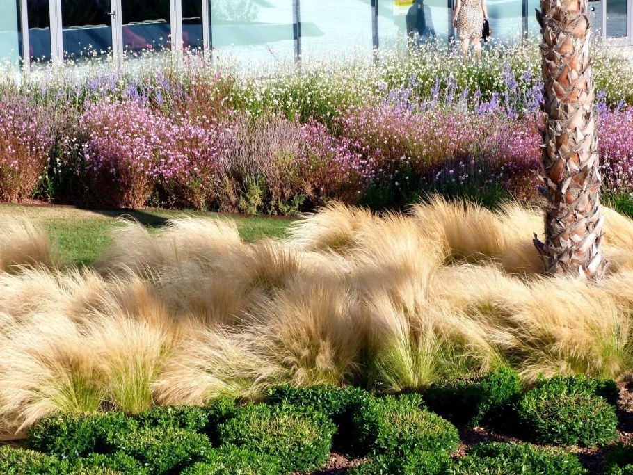 Ячмень гривастый (Hordeum jubatum)