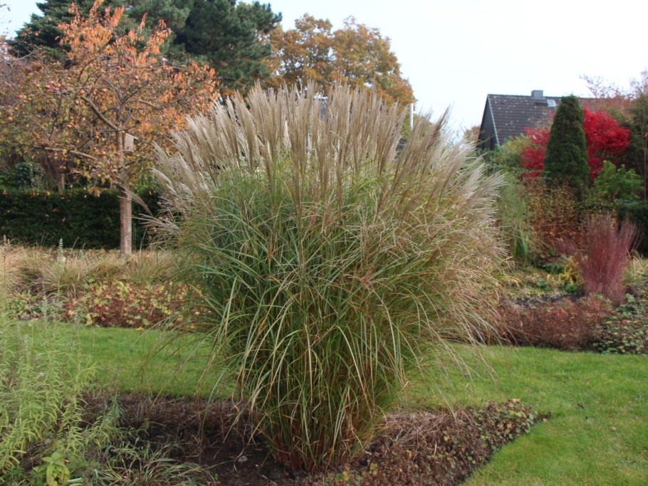 Злаковые мискантус