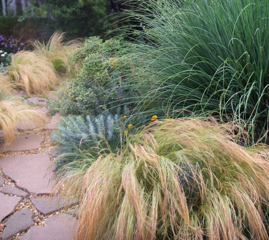 Ковыль тончайший (Stipa tenuissima) "Angel hair"
