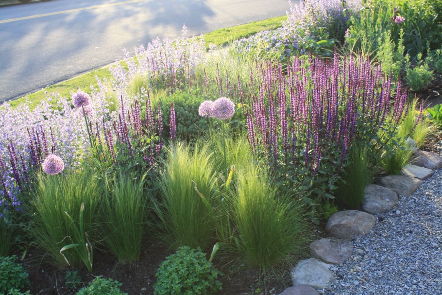 Клумбы с шалфеем и котовником