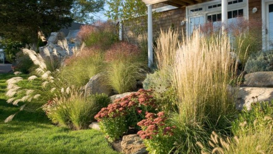 Вейник остроцветковый