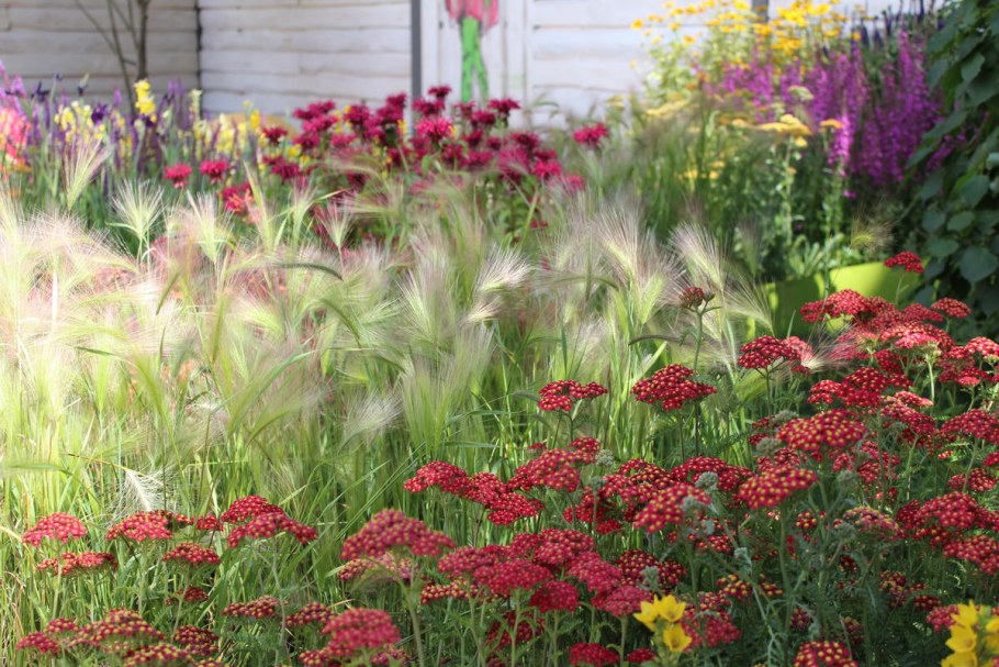 Ячмень гривастый в цветнике