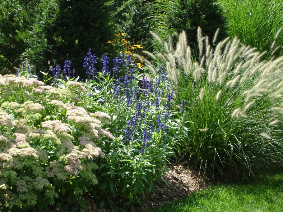 Миксбордер эхинацея тысячелистник