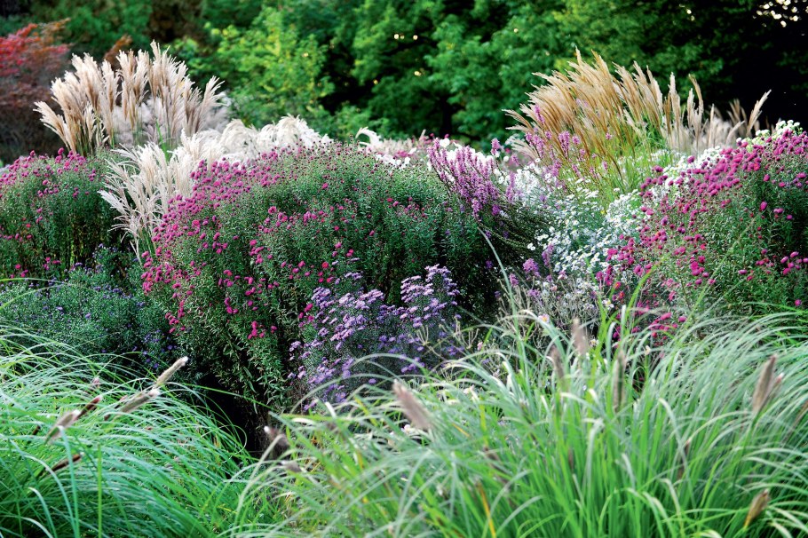 Миксбордер эхинацея тысячелистник