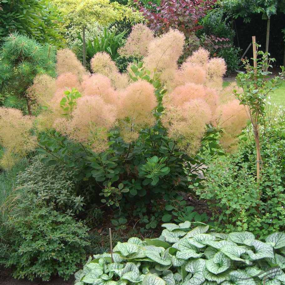 Скумпия Кожевенная Голден спирит