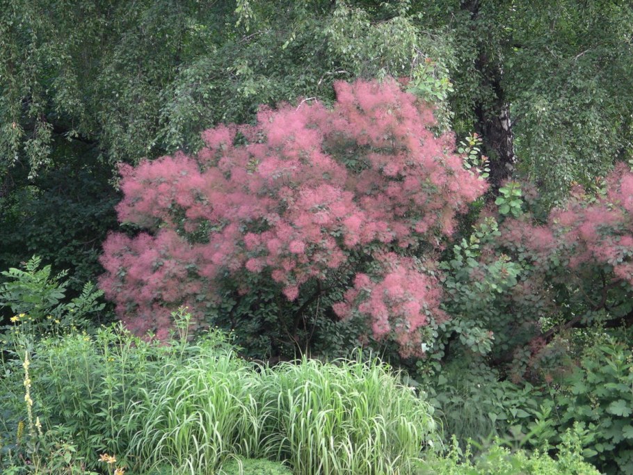 Скумпия (париковое дерево) Кожевенная