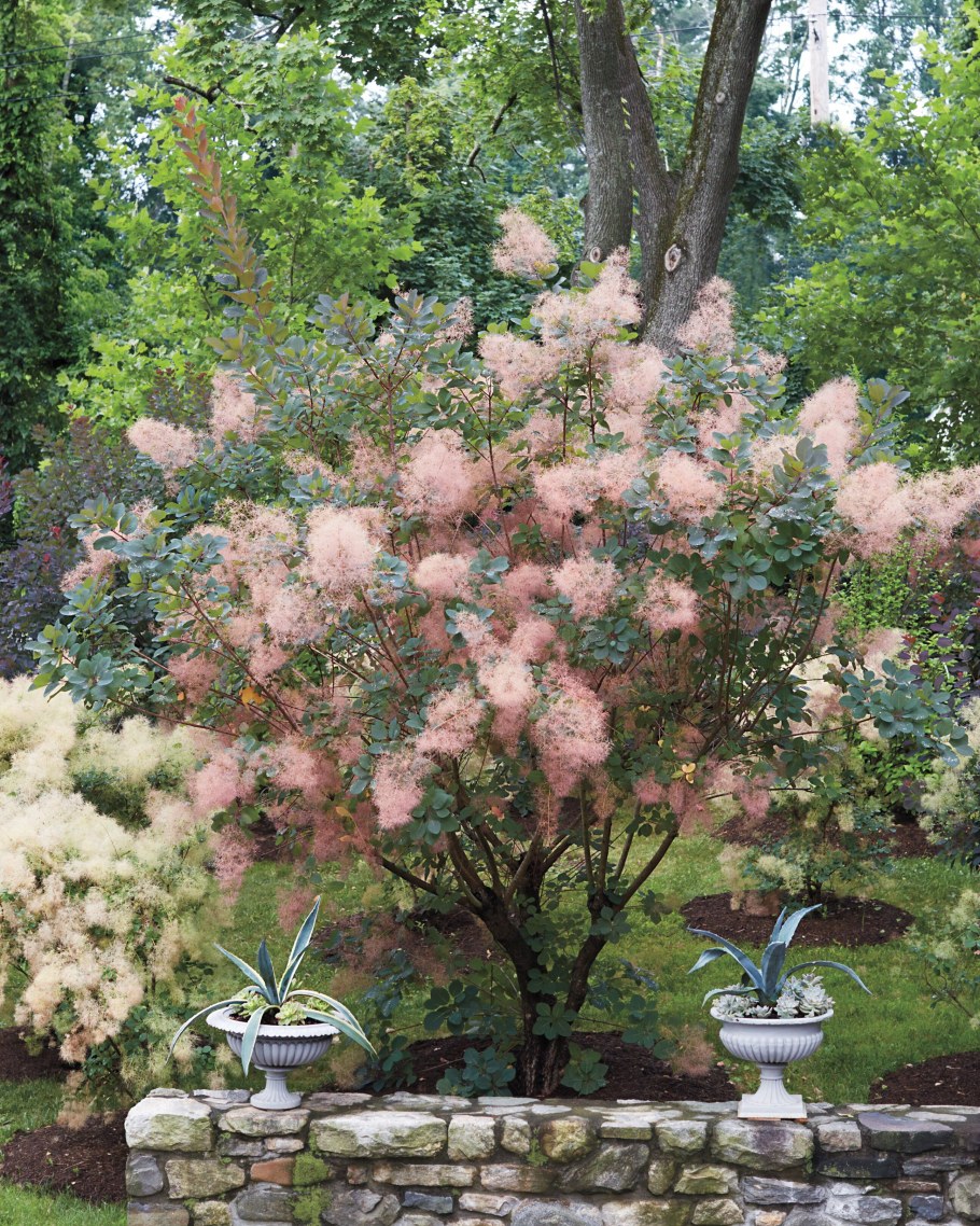 Скумпия Кожевенная Грейс