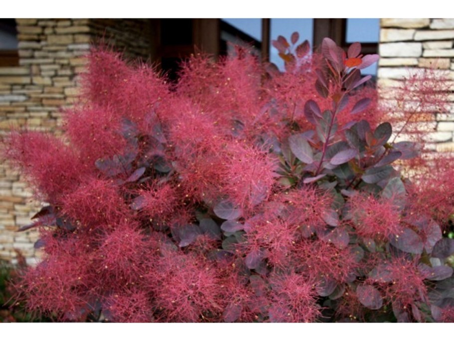 Скумпия Кожевенная Cotinus coggygria