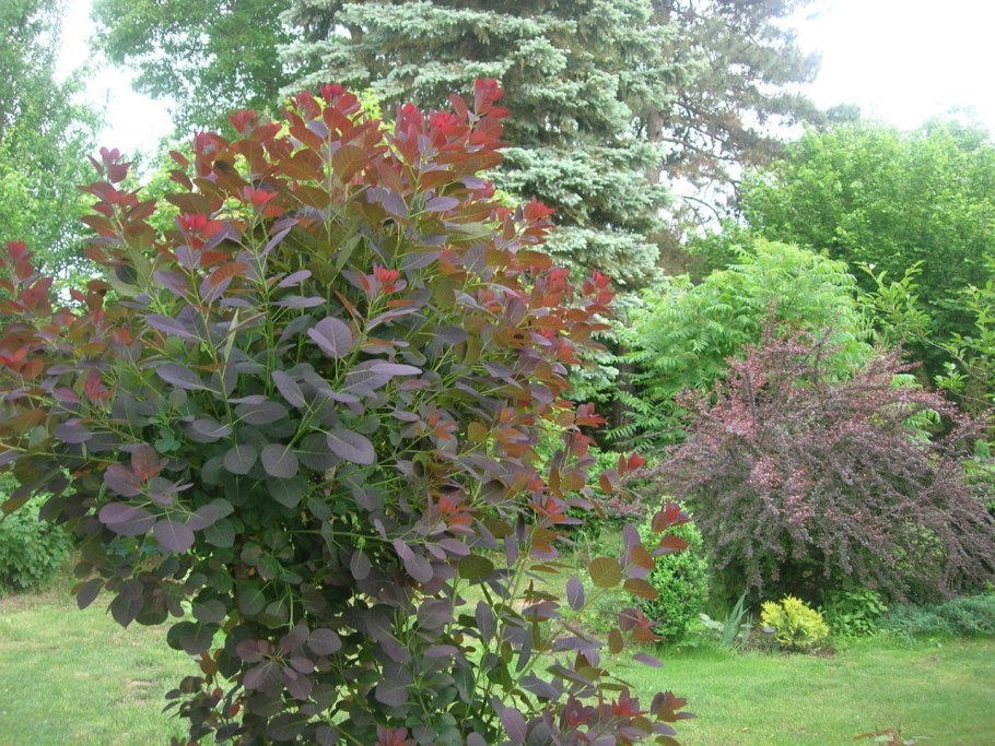 Скумпия и Барбарис