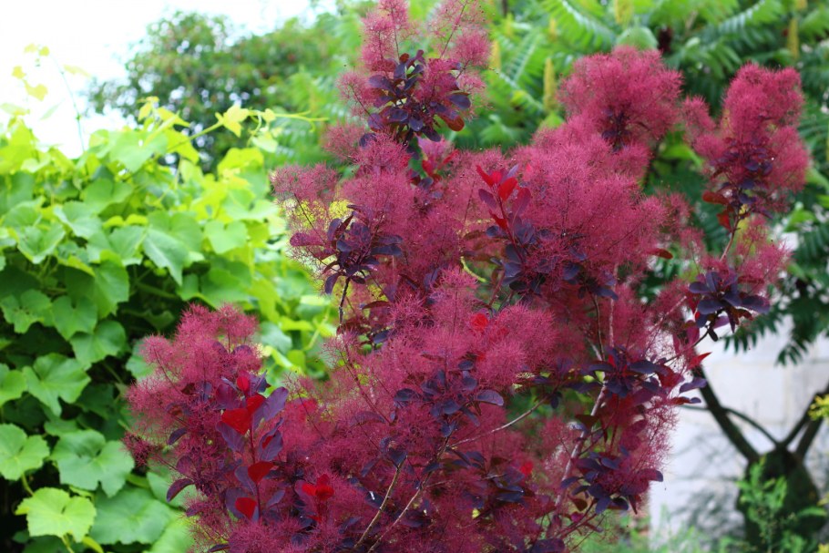 Скумпия Кожевенная Грейс