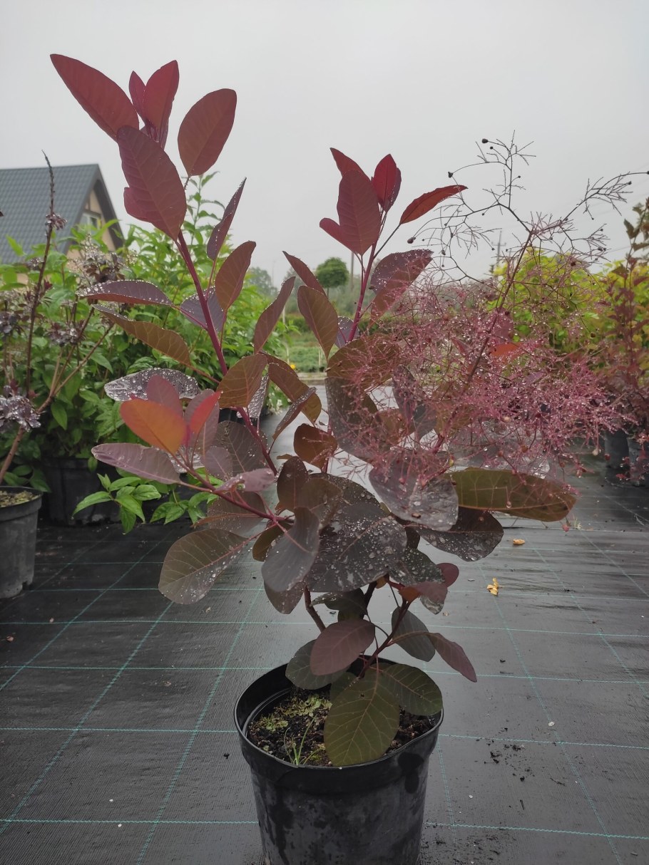 Скумпия Грейс