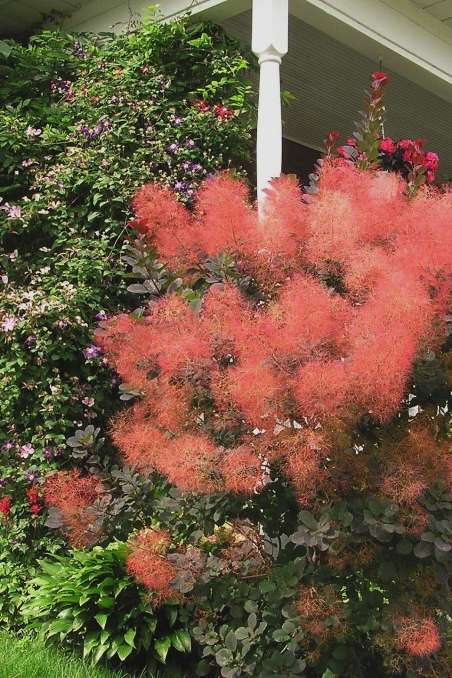 Скумпия Кожевенная Cotinus coggygria