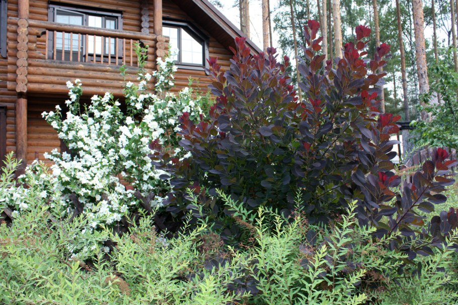 Барбарис оттавский Суперба