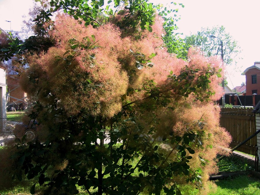 Скумпия Кожевенная