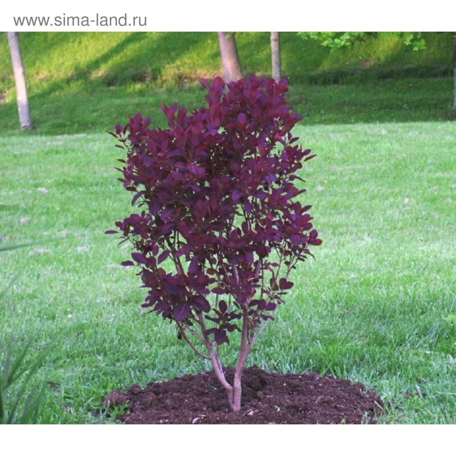 Скумпия Кожевенная &#96;Роял перпл&#96; Cotinus coggygria &#96;Royal Purple&#96;