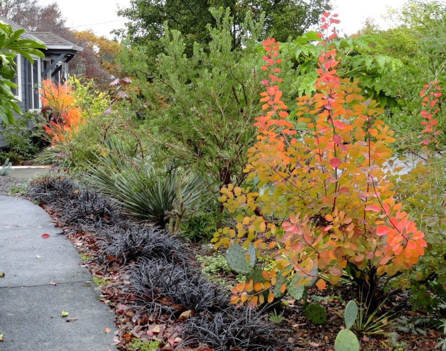 Скумпия Кожевенная Follis purpureis
