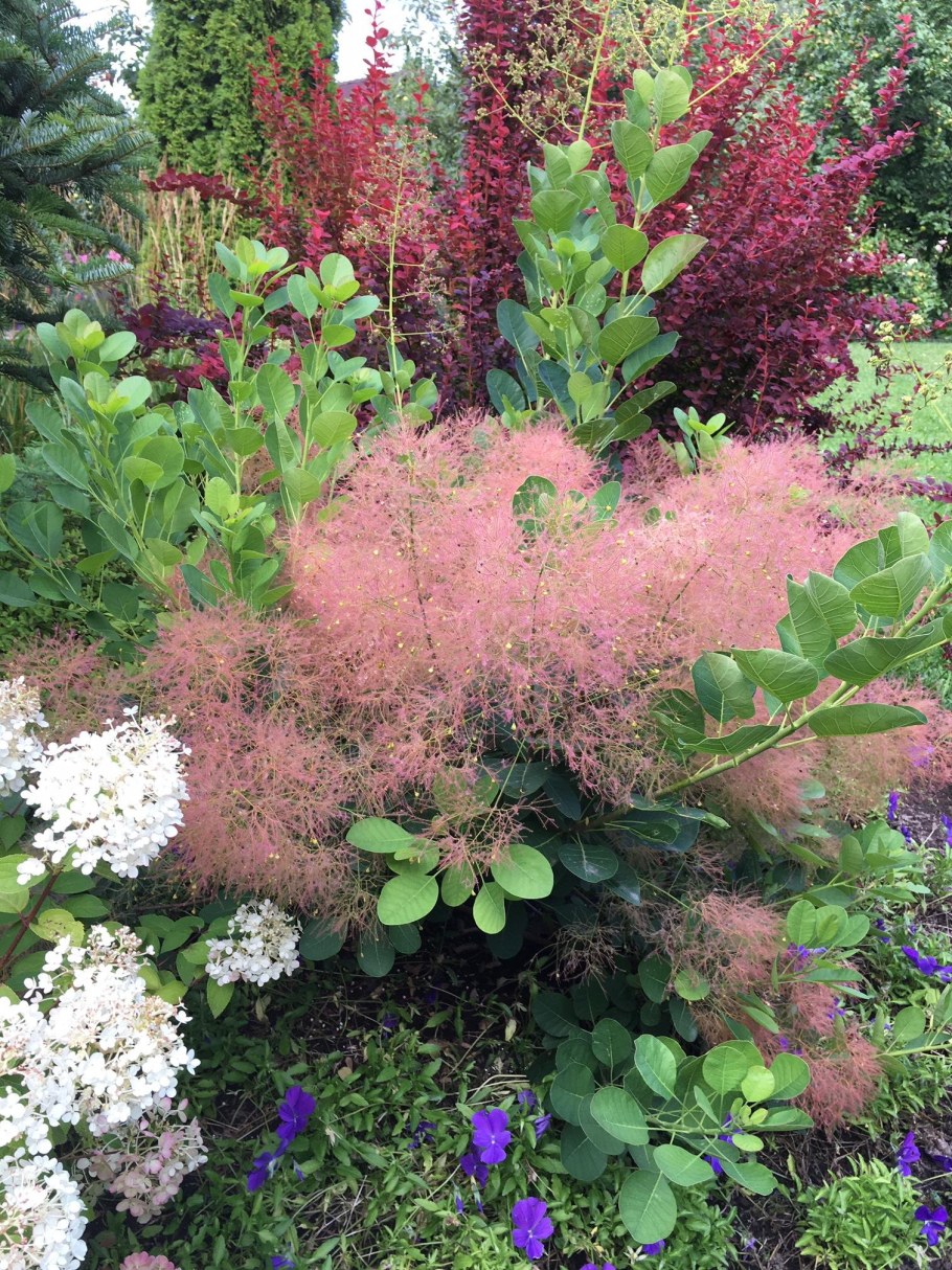 Скумпия (париковое дерево) Кожевенная