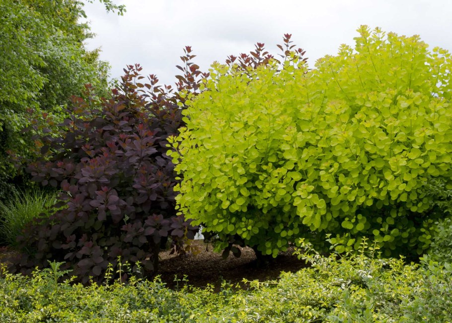 Скумпия Кожевенная кустарник