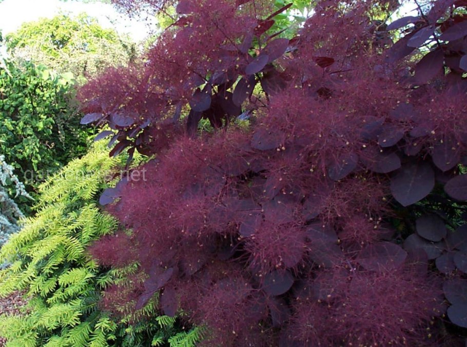 Скумпия Кожевенная (Cotinus coggygria &#96;Royal Purple&#96;)