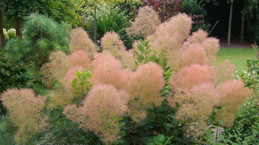 Скумпия Кожевенная Голден спирит