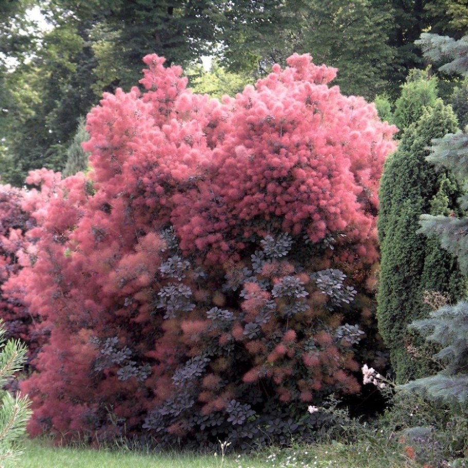 Скумпия Кожевенная флависсимо