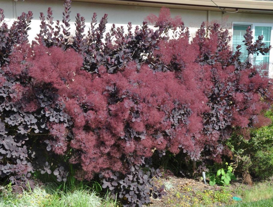 Скумпия Кожевенная