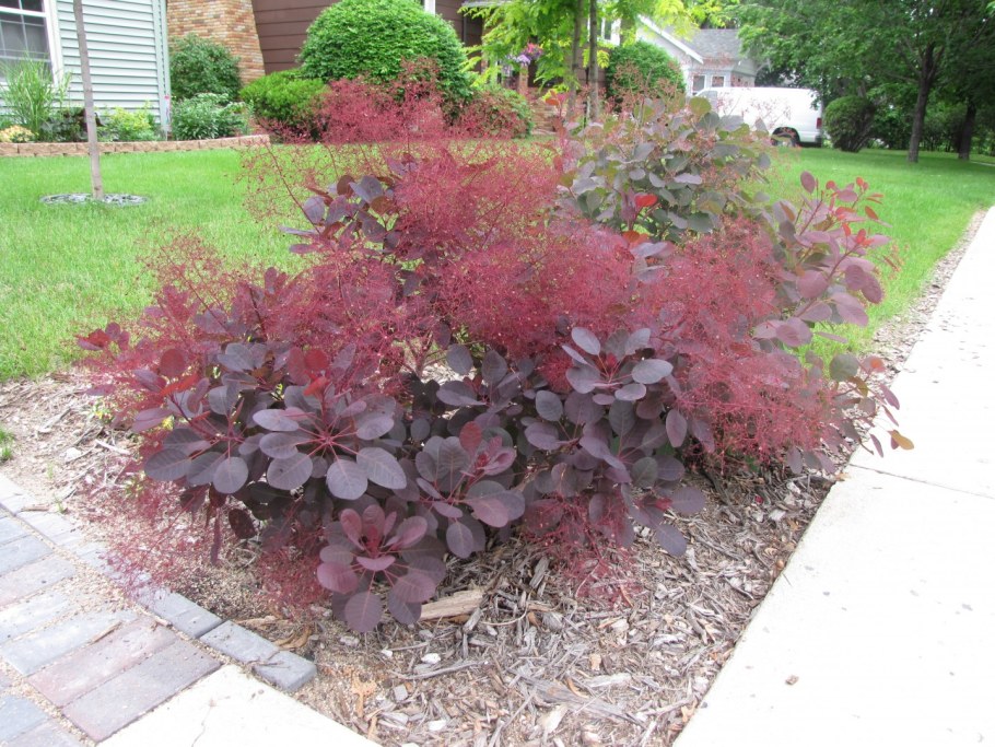 Скумпия Кожевенная Роял Пурпл