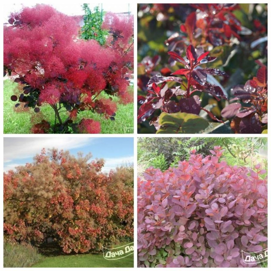 Скумпия Кожевенная Рубрифолиус