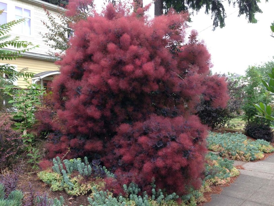 Скумпия Кожевенная (Cotinus coggygria &#96;Royal Purple&#96;)