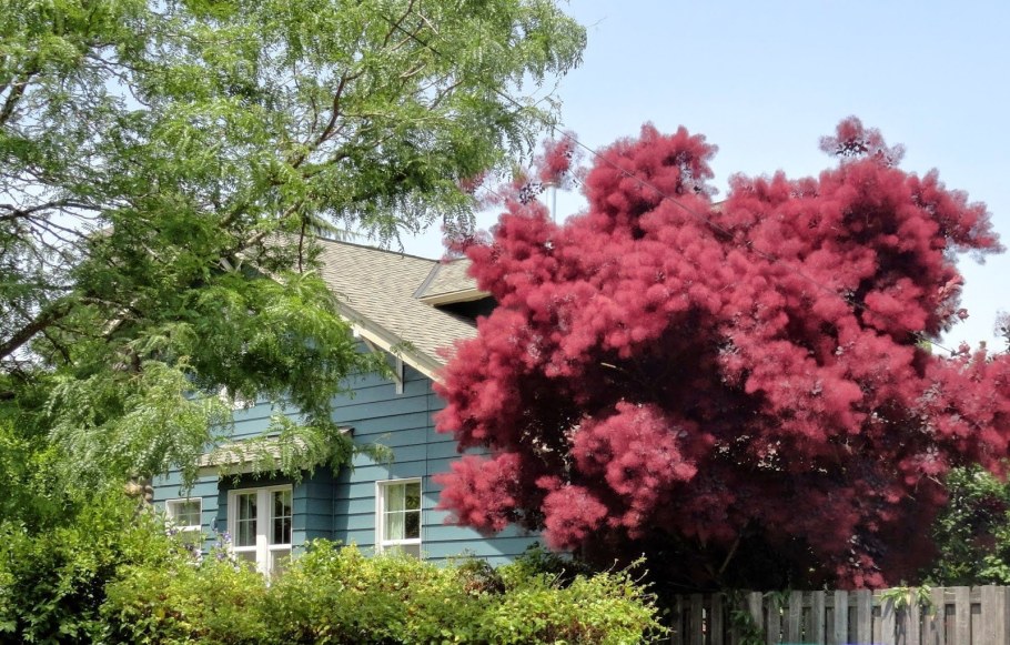 Скумпия Кожевенная