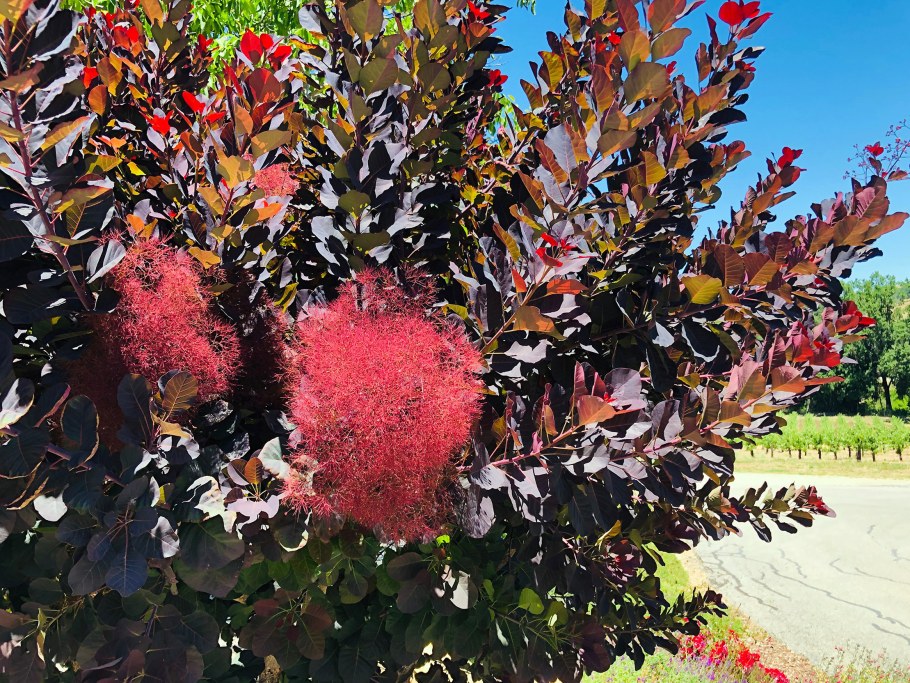 Скумпия Кожевенная (Cotinus coggygria &#96;Royal Purple&#96;)