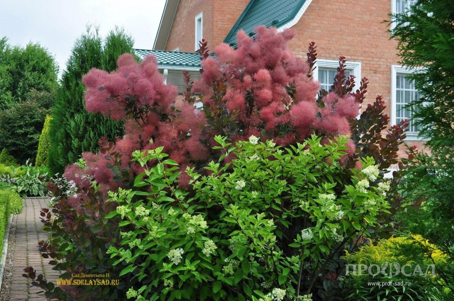 Скумпия Кожевенная Роял перпл