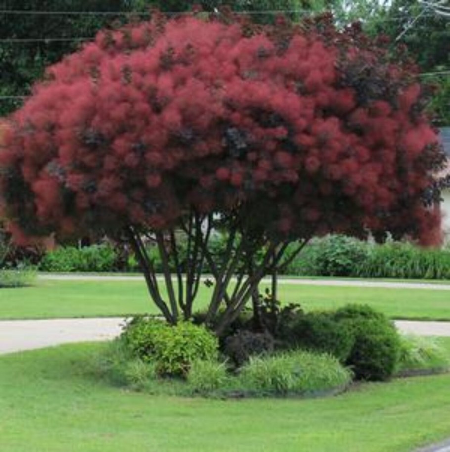 Скумпия Кожевенная Royal Purple