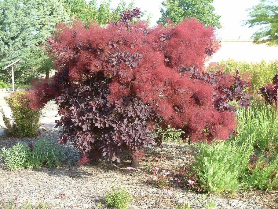Скумпия Кожевенная Cotinus coggygria