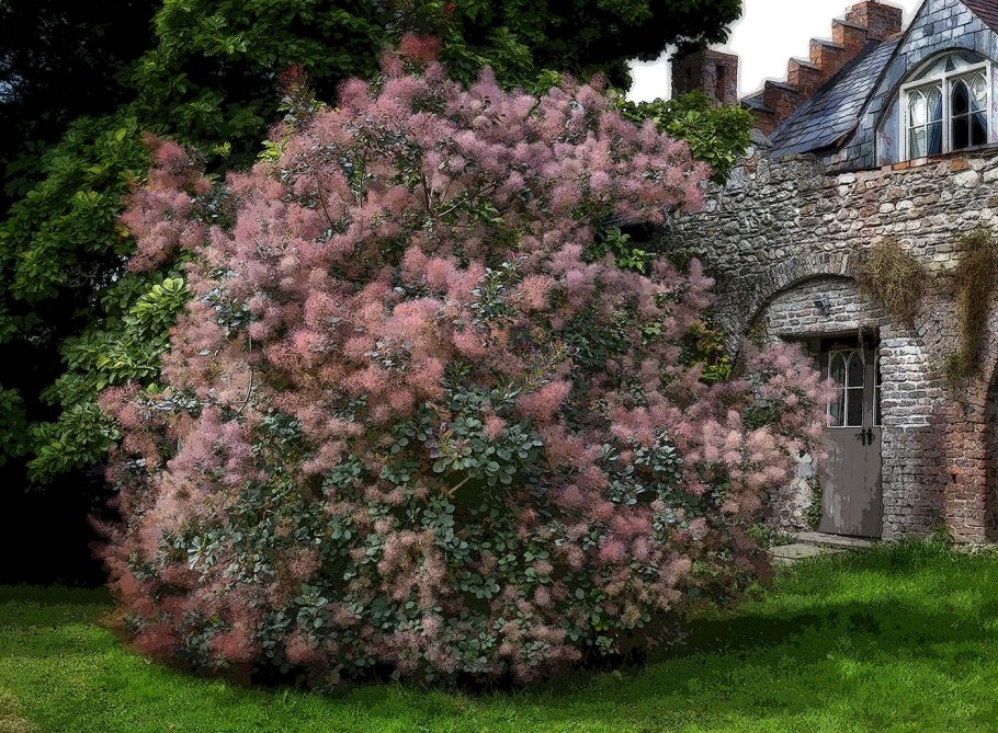 Скумпия Кожевенная Грейс