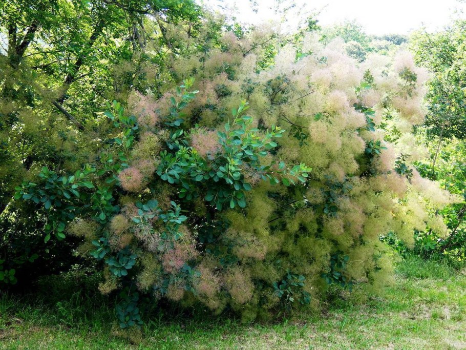 Скумпия Кожевенная