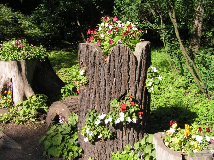 Рутарий туя