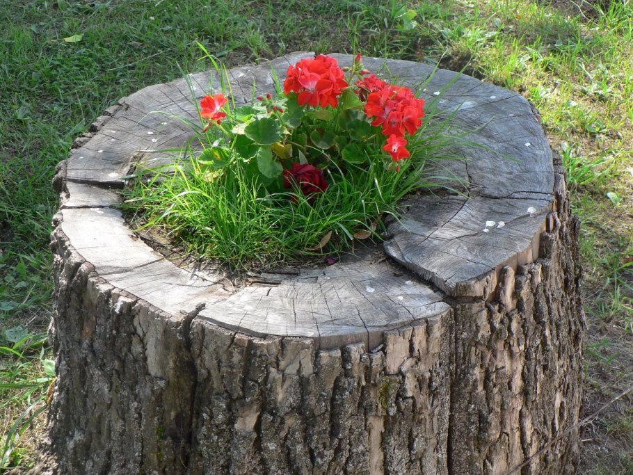 Клумба из пня