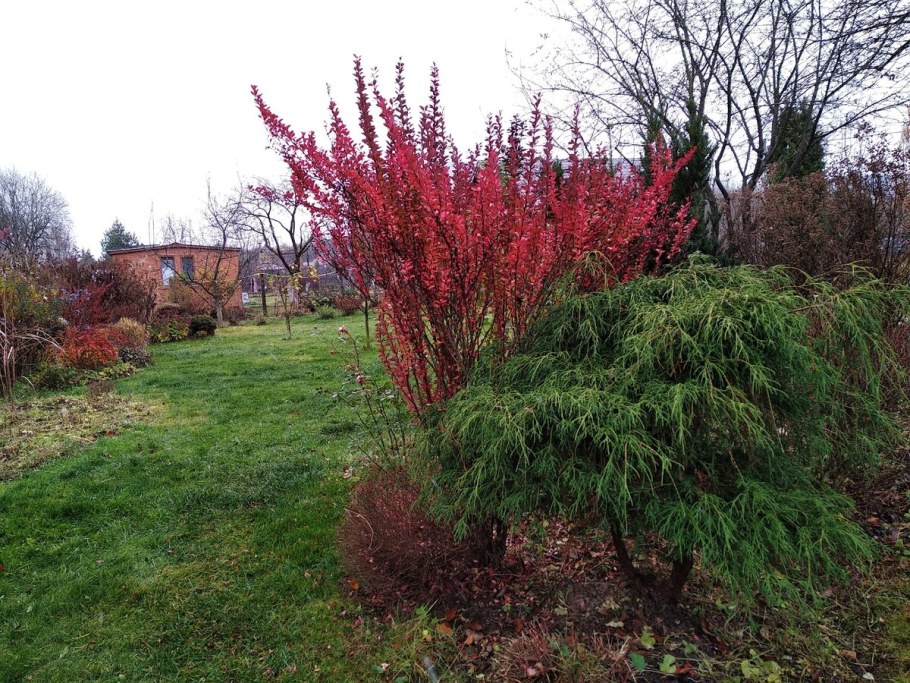 Барбарис Тунберга оранж рокет