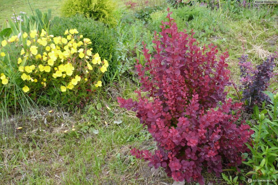 Барбарис Тунберга ред рокет