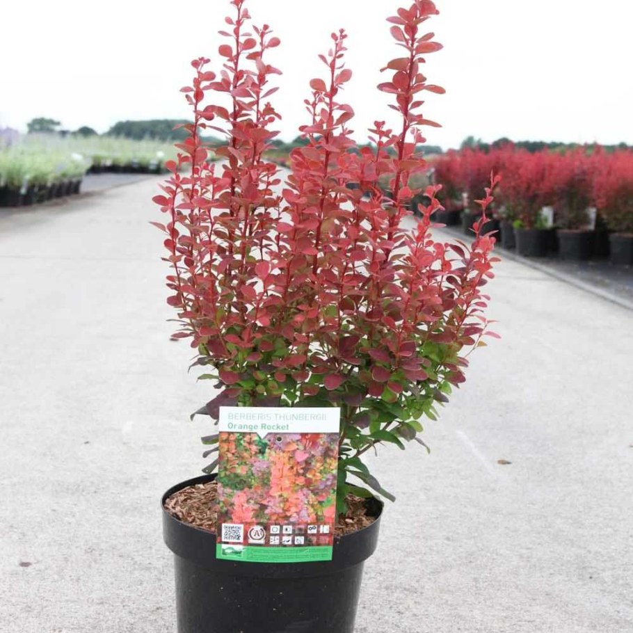 Барбарис Тунберга Orange Rocket