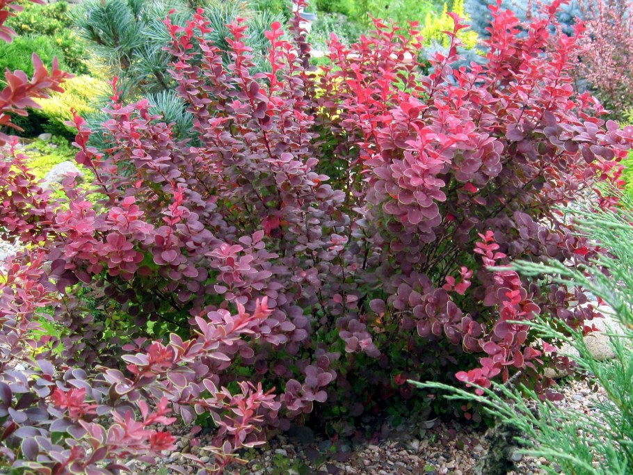 Барбарис Тунберга ред рокет