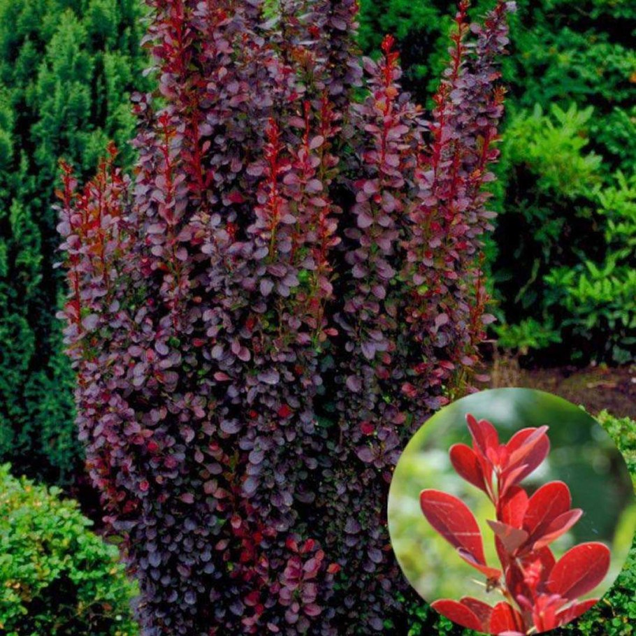 Барбарис Тунберга (Berberis thunbergii &#96;Red Pillar&#96;)