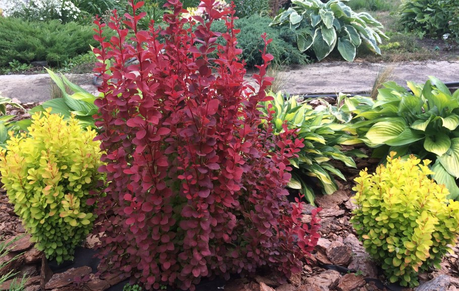 Барбарис Тунберга Orange Rocket