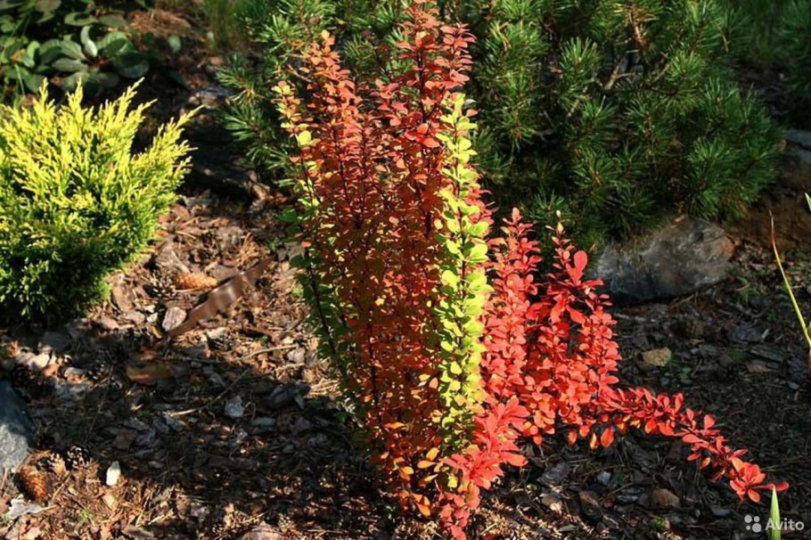 Барбарис Тунберга erecta