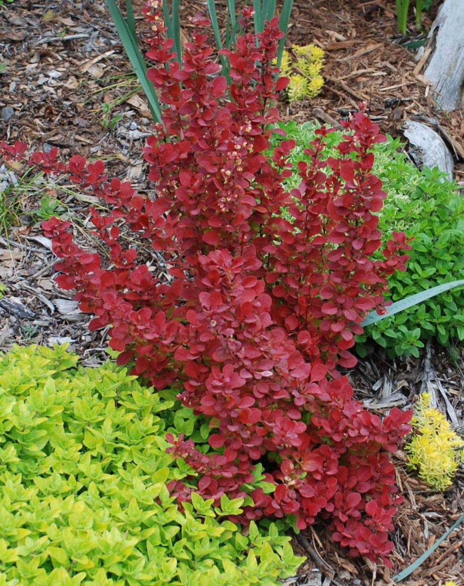 Барбарис Тунберга ред рокет